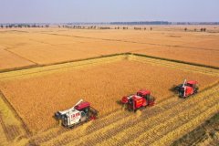 <b>守护好“食”光！世界粮食日话“饭碗”</b>